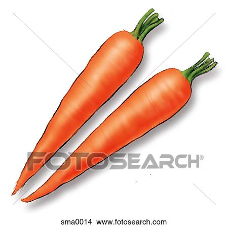 Stock Illustration - two carrots. Fotosearch