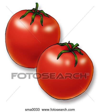 Drawing - two tomatoes. Fotosearch