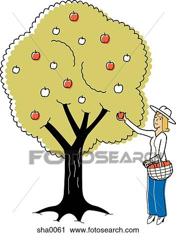 Clip Art - woman picking apples from a tree. Fotosearch