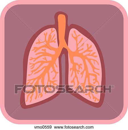 Stock Illustration - Illustration of lungs. Fotosearch