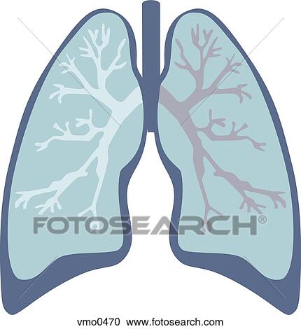 Clipart - Lungs. Fotosearch