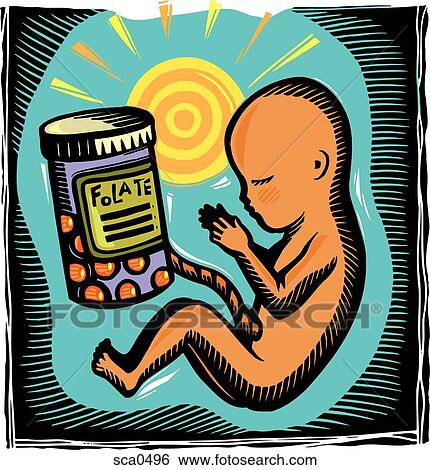 a fetus with the umbilical cord attached to folate View Large Illustration Stock Illustration - a fetus with the umbilical cord attached to folate. Fotosearch