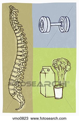 Collage of spine, dumbbell, and food and milk View Large Illustration Drawing - Collage of spine, dumbbell, and food and milk. Fotosearch