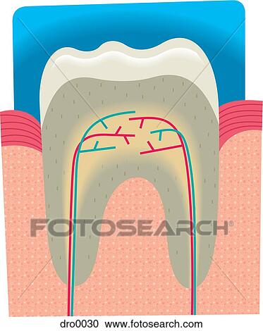 Cross-section of a tooth View Large Illustration Clipart - Cross-section of a tooth. Fotosearch