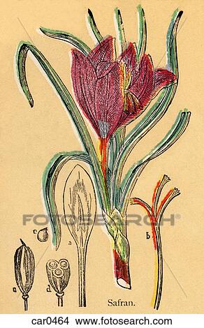 Stock Illustration - A naive botanical illustration of a saffron plant. Fotosearch
