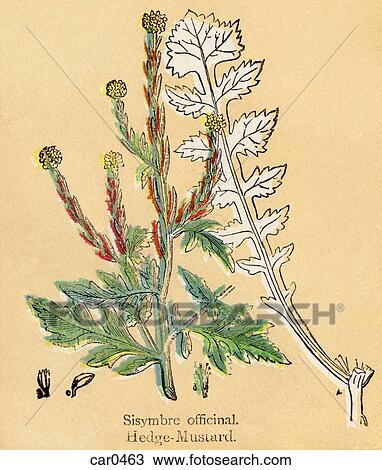 A naive botanical print of a Hedge Mustard plant View Large Illustration Drawing - A naive botanical print of a Hedge Mustard plant. Fotosearch