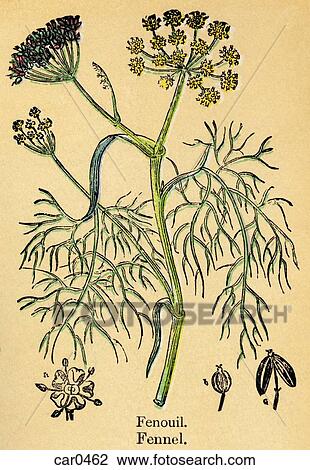 An antique botanical print of a fennel plant View Large Illustration Drawing - An antique botanical print of a fennel plant. Fotosearch
