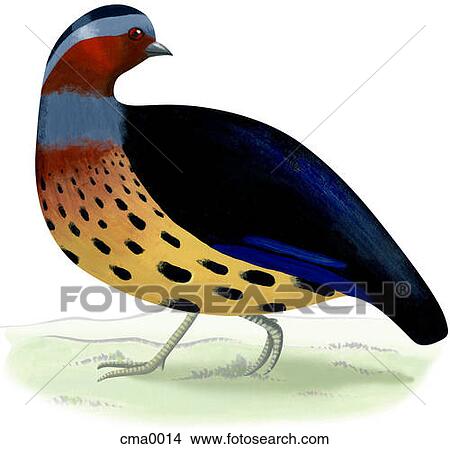 Stock Illustration - A bamboo partridge. Fotosearch