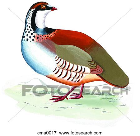 A Chukar Partridge View Large Illustration Stock Illustration - A Chukar Partridge. Fotosearch