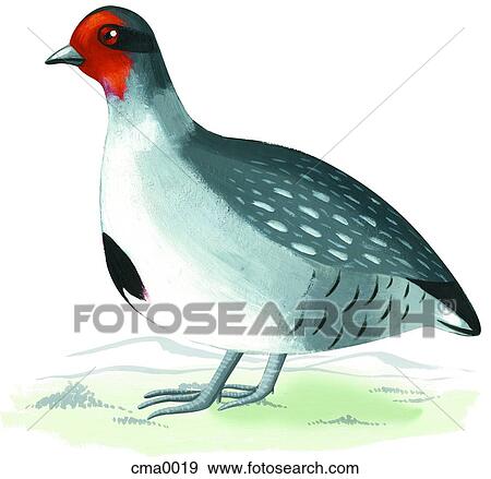 Stock Illustration - A Gray Partridge. Fotosearch