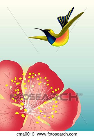 Drawing - A hummingbird flying over a flower. Fotosearch