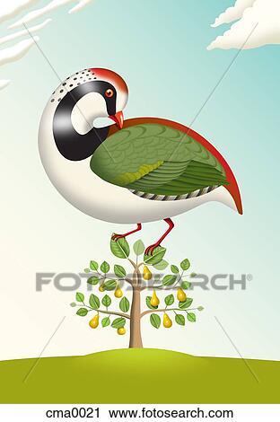 A partridge in a pear tree View Large Illustration Clip Art - A partridge in a pear tree. Fotosearch