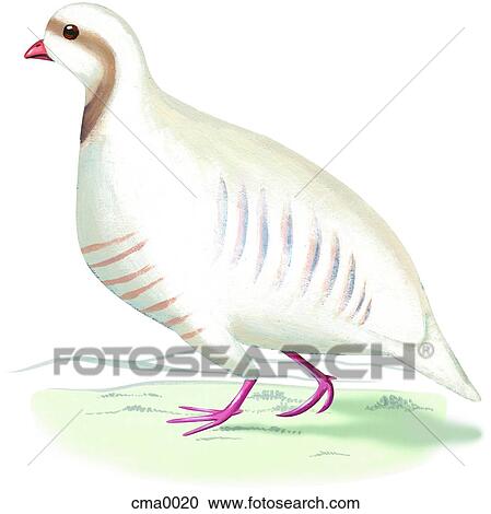Clipart - A White Partridge. Fotosearch