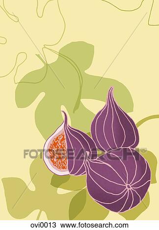 Drawing - An illustration of figs. Fotosearch