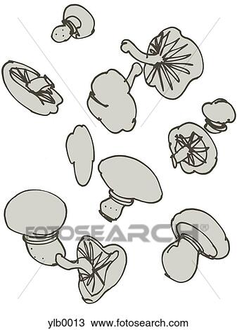 Different types of mushrooms View Large Illustration Drawing - Different types of mushrooms. Fotosearch