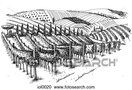 Clipart - A black and white ink drawing of a vineyard. Fotosearch