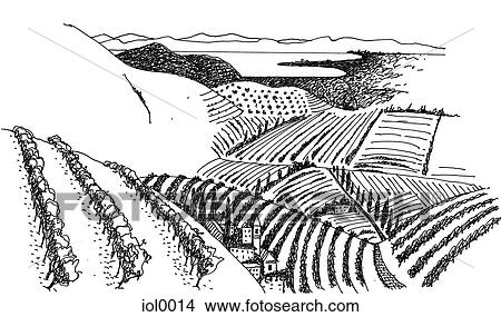 Stock Illustration - A black and white ink drawing of a vineyard in the countryside. Fotosearch