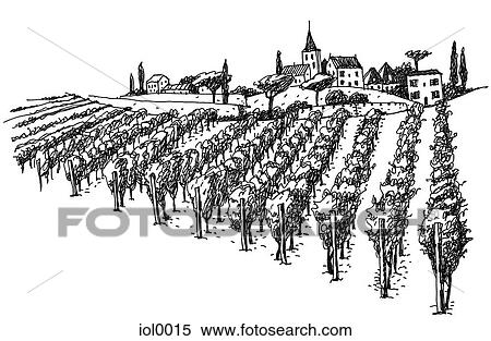 Stock Illustration - A black and white ink drawing of a vineyard. Fotosearch