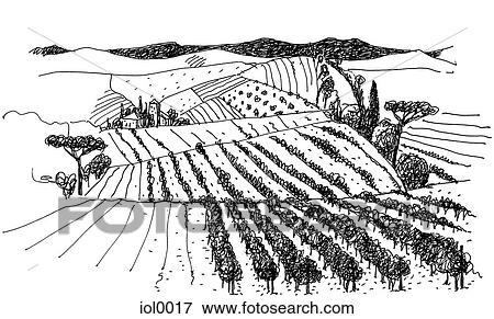 Stock Illustration - A black and white ink drawing of a vineyard in the countryside. Fotosearch
