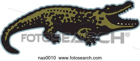 A crocodile View Large Illustration Clipart - A crocodile. Fotosearch