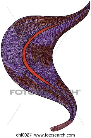 A hand drawn illustration of a purple leaf View Large Illustration Stock Illustration - A hand drawn illustration of a purple leaf. Fotosearch
