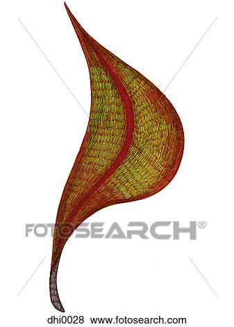A hand drawn illustration of an autumn leaf View Large Illustration Stock Illustration - A hand drawn illustration of an autumn leaf. Fotosearch
