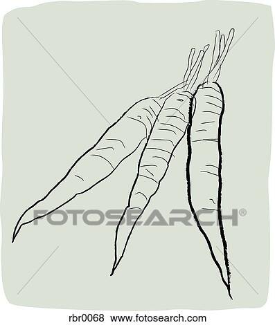 A Textured 線画 の ニンジン イラスト Rbr0068 Fotosearch