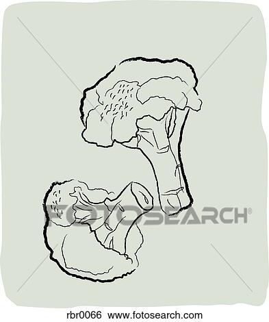 A Textured Line Drawing Of Broccoli Stock Illustration Rbr0066 Fotosearch