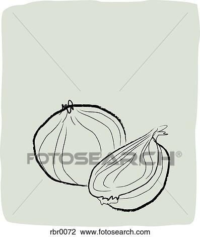 Drawing - A textured line drawing of onions. Fotosearch