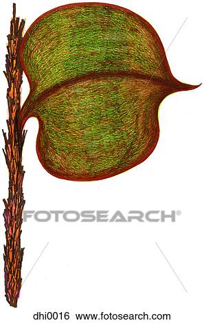 The letter P resembling a plant with leaves View Large Illustration Stock Illustration - The letter P resembling a plant with leaves. Fotosearch