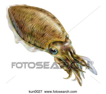 Stock Illustration - A Bigfish squid. Fotosearch