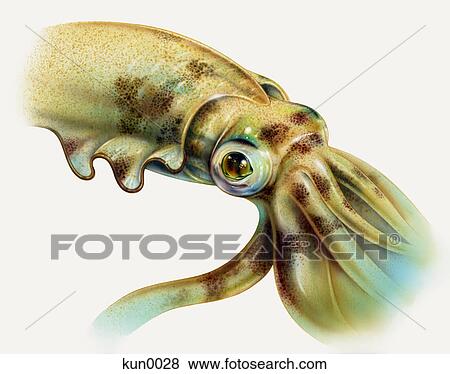 A Bigfish squid View Large Illustration Stock Illustration - A Bigfish squid. Fotosearch