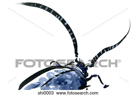 Drawing - A black beetle. Fotosearch