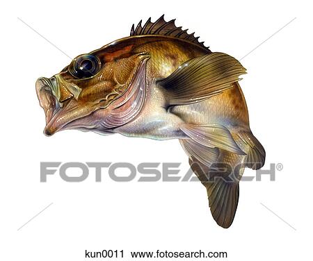 A Black Rockfish View Large Illustration Clip Art - A Black Rockfish. Fotosearch