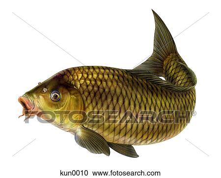 A Carp View Large Illustration Clipart - A Carp. Fotosearch