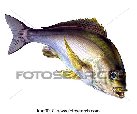 A Chicken grunt View Large Illustration Stock Illustration - A Chicken grunt. Fotosearch