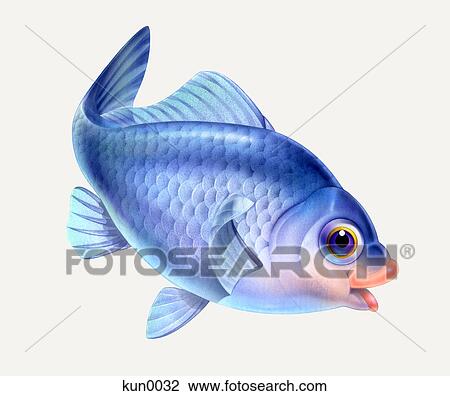 A Crucian carp View Large Illustration Drawing - A Crucian carp. Fotosearch