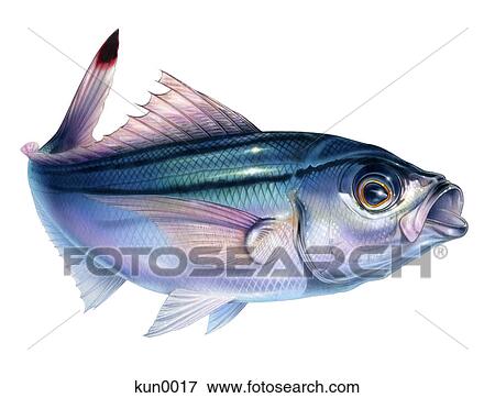 A Double-lined fucilier View Large Illustration Stock Illustration - A Double-lined fucilier. Fotosearch
