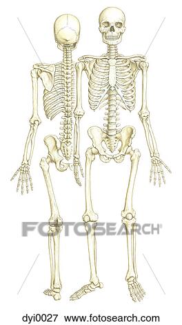 A front and back view of a skeleton View Large Illustration Stock Illustration - A front and back view of a skeleton. Fotosearch