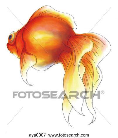 A goldfish View Large Illustration Stock Illustration - A goldfish. Fotosearch