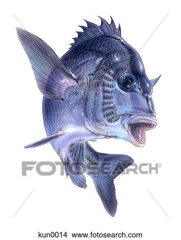 Stock Illustration - A Japanese Black Porgy. Fotosearch