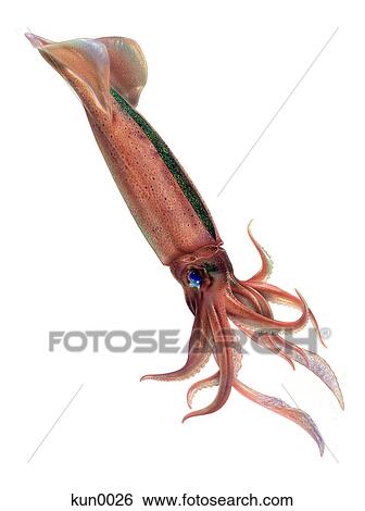 A Japanese common flying squid View Large Illustration Stock Illustration - A Japanese common flying squid. Fotosearch