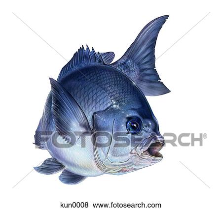 Stock Illustration - A large-scale Blackfish. Fotosearch