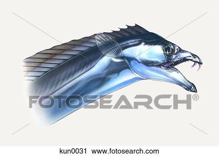A Largehead hairtail View Large Illustration Clip Art - A Largehead hairtail. Fotosearch