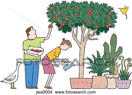 Stock Illustration - A man and woman tending to an apple tree. Fotosearch