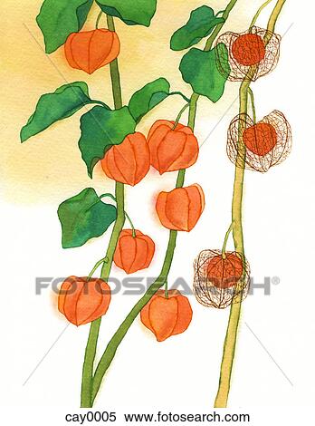 A painting of a Chinese lantern bush View Large Illustration Stock Illustration - A painting of a Chinese lantern bush. Fotosearch