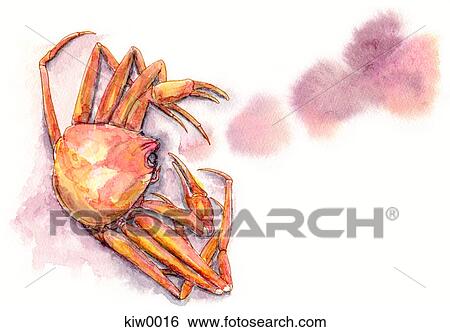 Stock Illustration - A painting of a crab. Fotosearch