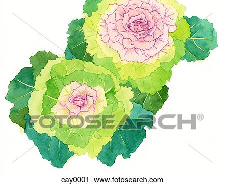 Clip Art - A painting of cabbage flowers. Fotosearch
