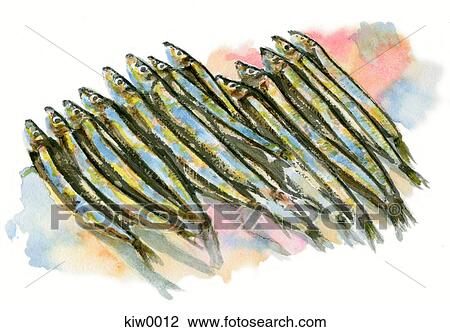 Drawing - A painting of sardines. Fotosearch