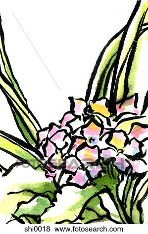 Stock Illustration - A purple Hydrangea. Fotosearch